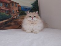 By11 ve Cy1103 Safkan Şecereli British Longhair Yavru