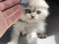 YAVRU SCOTTISH FOLD DIŞI KEDI