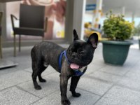 French bulldog erkek