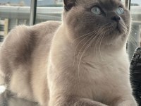 Scottish fold kedimize acil yuva arıyoruz