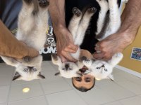 Top kafa Scottish fold yavrular Ankara mağazamızda 