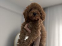 AİLEDEN SON ERKEK TOY POODLE YAVRU