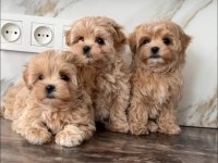 Maltipoo Bebek Surat Ultra Mini Yavrularımız