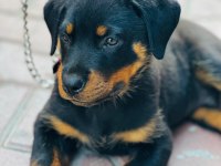 Yüksek kalite orjinal yavru rottweiler