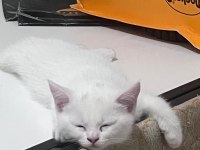 2 Aylık British Shorthair Bebişlere Yuva Arıyorum