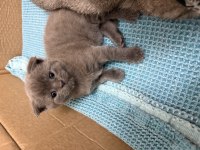 Ev ortamında büyüyen orginal british shorthair