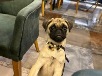 5 aylık pug mops