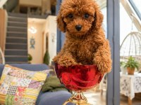 Toy Poodle ve Teacup Red Yavrular Yeni Ailelerini Bekliyor