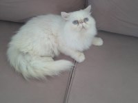 Beyaz Prens İran Kedisi