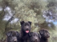 Solid black alman kurdu yavrular