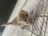 1,5 Aylık Dişi Scottish Fold Sahiplendirilecektir
