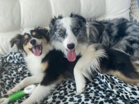 Zeka Küpü Çok Özel Border Collie Yavruları