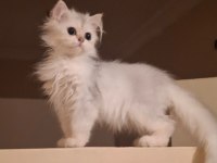 British Longhair Dişi Safkan