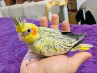 Yeni yeme düşmüş sultan papağanı yavruları