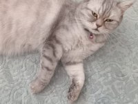 1 YAŞINDA KEDİMİZ AYA İÇİN YENİ YUVA ARIYOR
