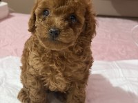 POODLE BEBEK