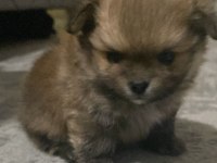 Pomeranian erkek