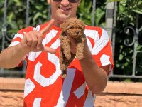 Toy poodle bebeklerimiz