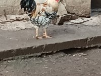 Horozlarımı ve ördeklerimi sahiplendiriyorum