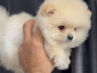 2 aylık erkek pomeranian yavru
