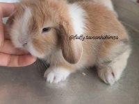 SARI / KARAMEL BEYAZ HOLLANDA LOP TAVŞANI ÇİFT RENKLİ