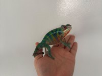 Panter bukalemun