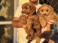 Petmode köpek çiftliğinde ziyarete açık kore maltipoo