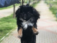 Çalıştığım için pekinez köpeğimiz
