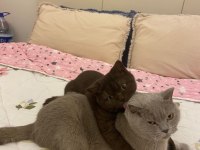 BRİTİSH SHORTHAİR KEDİSİ 11 AYLIK
