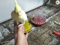 Yavru sevimli 45 günlük sultan papağanı