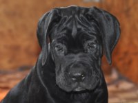 Kif / fci A SCR belgeli sağlık ve ırk garantili cane corso