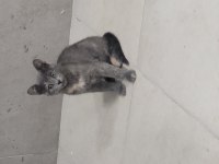 Evcil tekir hayvanlarımızı sahiplendirme