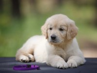 Bebek suratlı golden retriever yavrularım
