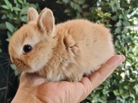 Orjinal Cüce Ve Mini Lop Tavşanlarımız Netherland Dwarf