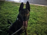 Genç malinois dişiler
