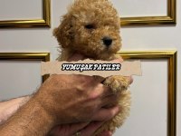 Toy Poodle Yavrumuz