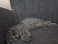British Shorthair Yavrumuza Yuva Arıyoruz