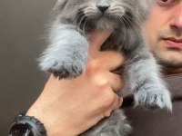XxxL Maine Coon Erkek Yavrular (yurt dışı şecereli dereceli)