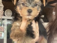 Orjinal tea cup yorkshire terrier yavrularımız