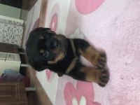 A kalite saf kan macar rottweiler