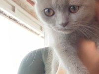 Tatlış bebek kedimiz