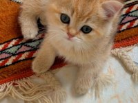 British shorthair golden