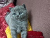 2 Dişi 1 erkek kedilerim sahiplerini bekliyor