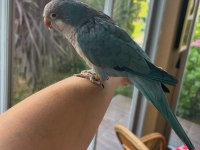 Full Evcil Maskot Oyun Hamuru Konuşan Mavi Mutasyon Monk