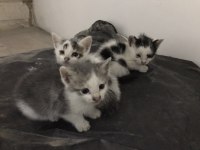 Tatlı Yavru Kediler