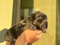 ACİL LİLACTAN MERLE VE BLUE FRENCH BULLDOG YAVRULARIMIZ