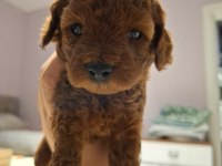 Anne yanından orjinal poodle yavru