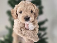 Golden beyaz ırk garantili köpeğimiz