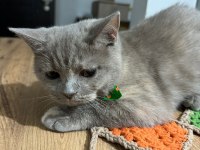 6 Aylık British Shorthair Lilak