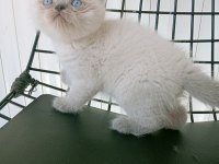 Mavi gözlü blue point british shorthair yavrular